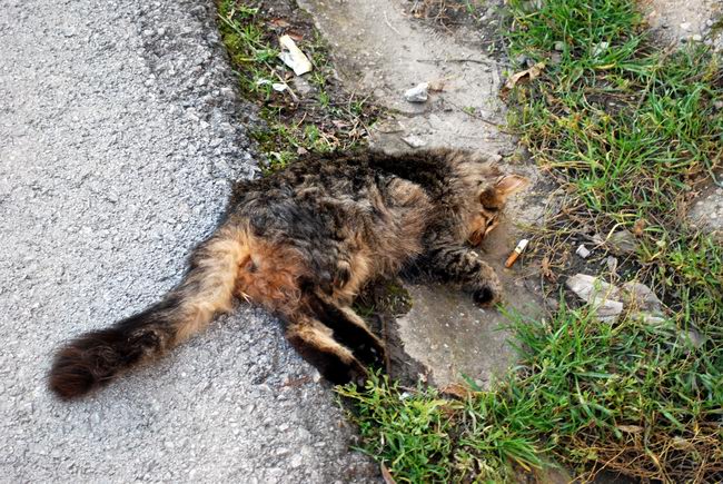 Animalia реагира на масовните труења во Охрид 